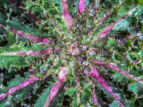 Just ordinary weed  March 20 2016 -5423.jpg