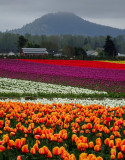 Tulip Festival 16 best April 2 2016 -03587.jpg