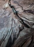 Driftwood Rocks January 13-1060065.jpg