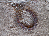 Horseshoe found in stall