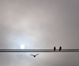 Bird flying below wires on a foggy morning, Austin, Texas