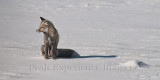 14-02-19 - Yellowstone Photo Excursion