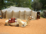  Recreated Bedouin camp at the Heritage Village