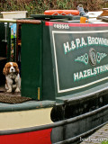 Cavalier on board