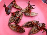 Roasted grasshoppers