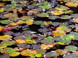 Texture of Japan, lotus leaves on water