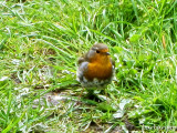 A bold little robin