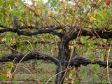Autumn vines, picked and awaiting pruning