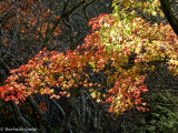 A Splash of Autumn, Mount Macedon