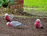 Pink and grey galahs on our path
