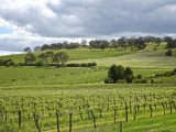 Rolling hills and vineyards