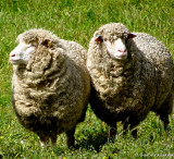 We need to be shorn! Two fine merinos.