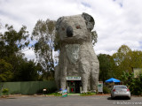 Giant Koala, Dadswells Bridge, Victoria