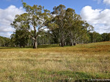 Surrounding country near Tolka Cottage