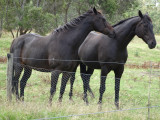 Horses at Tolka
