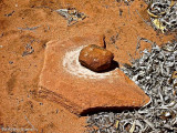 Kathleen Springs walk, Aboriginal grinding stones,