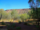 Desert Landscape at Alice Springs Desert Park