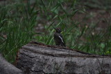 Red-naped Sapsucker - anting