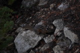 Western Chipmunk