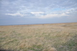 Lesser Prairie-chicken lek