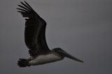 Brown Pelican - Pelicanus occidentalis