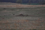 Black-tailed Prairie Dog Mound