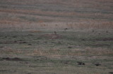 Burrowing Owl