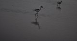 Black-necked Stilt