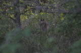 Coyote on the prowl