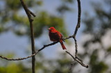 Summer Tanager