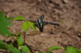 Tiger Swallowtail