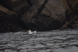 Glaucous-winged Gull