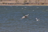 Glaucous Gull and Herring Gull in background