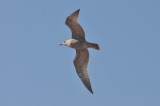 Thayers Gull