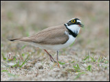 Little Ringed Plover / Kleine Plevier