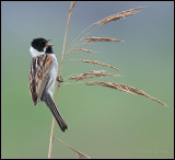 Reed Bunting / Rietgors