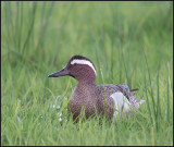 Garganey / Zomertaling