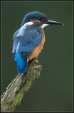 Kingfisher / IJsvogel