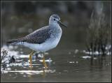 Lesser Yellowlegs / Kleine Geelpootruiter