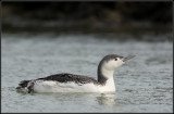 Red-throated Diver / Roodkeelduiker