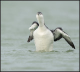 Red-throated Diver / Roodkeelduiker