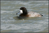 Greater Scaup / Topper