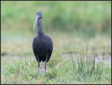 Glossy Ibis / Zwarte Ibis
