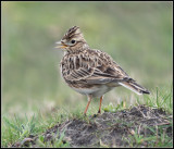 Skylark / Veldleeuwerik