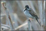 Reed Bunting / Rietgors