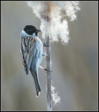 Reed Bunting / Rietgors