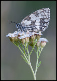 Marbled White / Dambordje / Melanargia galathea