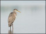 Blue Heron / Blauwe Reiger