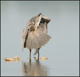 Blue Heron / Blauwe Reiger