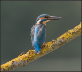 Kingfisher / IJsvogel